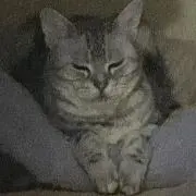 まの画像