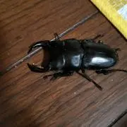 タカノテイオーの画像