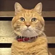 Image of たぬき