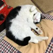 なべ