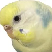 しゃぼん