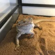あゆとの画像