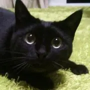 すも　プロフ必読　交渉はコメントでお願いの画像