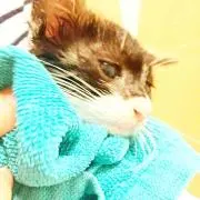 iNミーコ