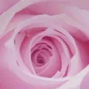 ローズ・プロフィールご覧下さいの画像