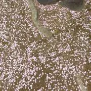 香の画像