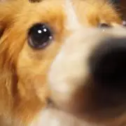 ソルトの画像