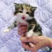 あこ