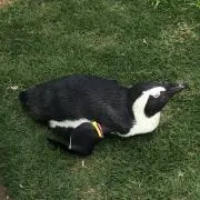 ペンギンの画像