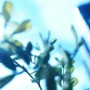 rrrの画像