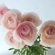 ♡ラナンキュラス♡
