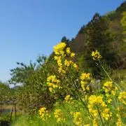 ぼんの画像
