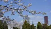 Rakuen Phong