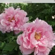 ぼたんの画像
