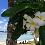 ＊プルメリアの画像