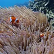 魚屋