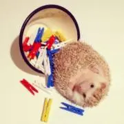 しのの画像