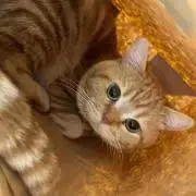 しろくまアイスの画像