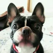 ぽん