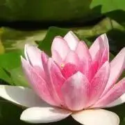華蓮の画像