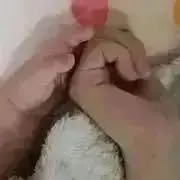 シロクマ