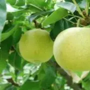 RH梨園プロフィールお読み下さいの画像
