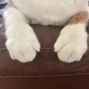 なぺんの画像