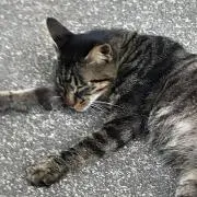 ネコッコの画像
