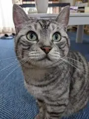 ともの画像