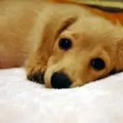 れもん