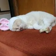 マオ★