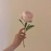 ohanaの画像