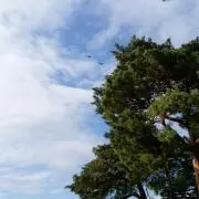 みゅうが
