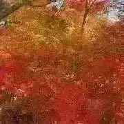 131320616の画像