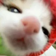 niko54