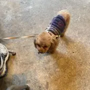 chiの画像