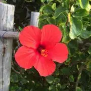☆ALOHA☆の画像