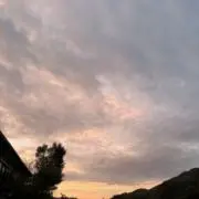 こむぎの画像