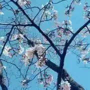 うにお願いします