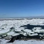 サッチの画像
