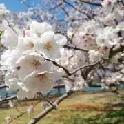 ハラミの画像