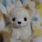 はなちゃん