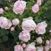 ちゃー✿の画像