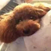 Teru