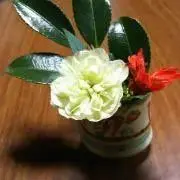 シ―サーの画像