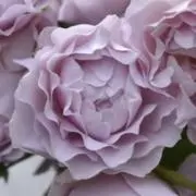 このはの画像