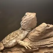 アオ