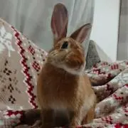 はるちゃん