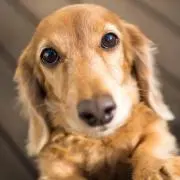 さくせき