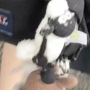 ちいの画像